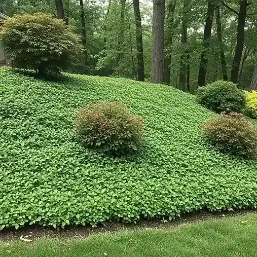 12 Groundcover Instead of Grass
