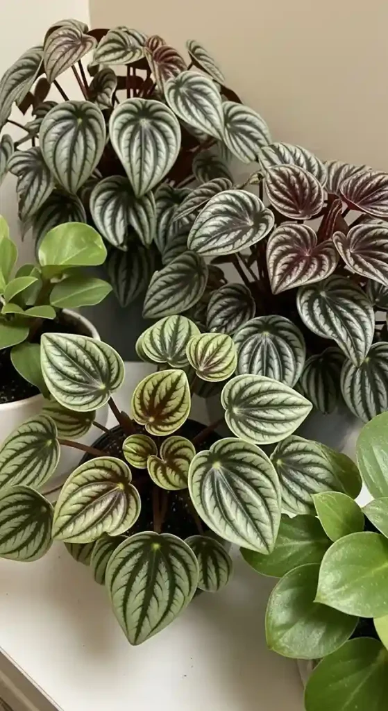 22 Peperomia Varieties for Small Spaces