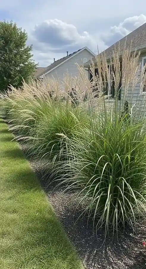 3 Ornamental Grass Border for Movement