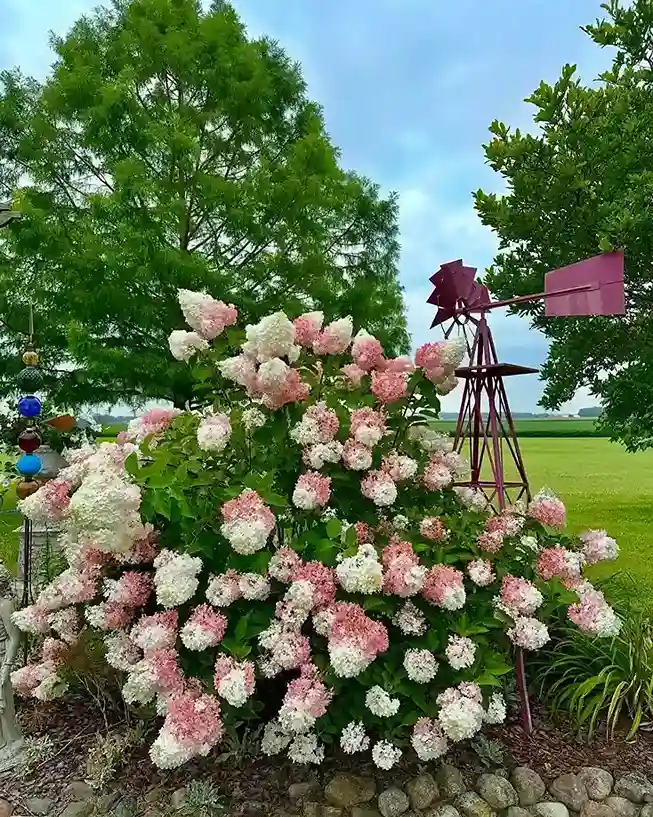 00 Hydrangea Flowers