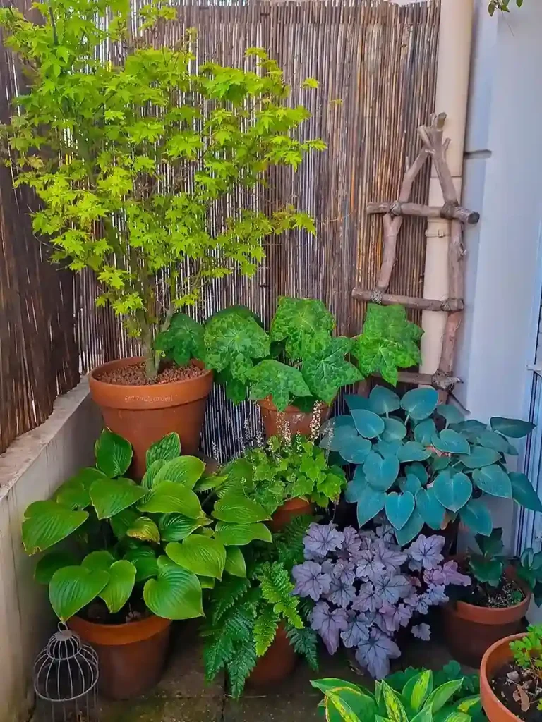 01 plants that love shade