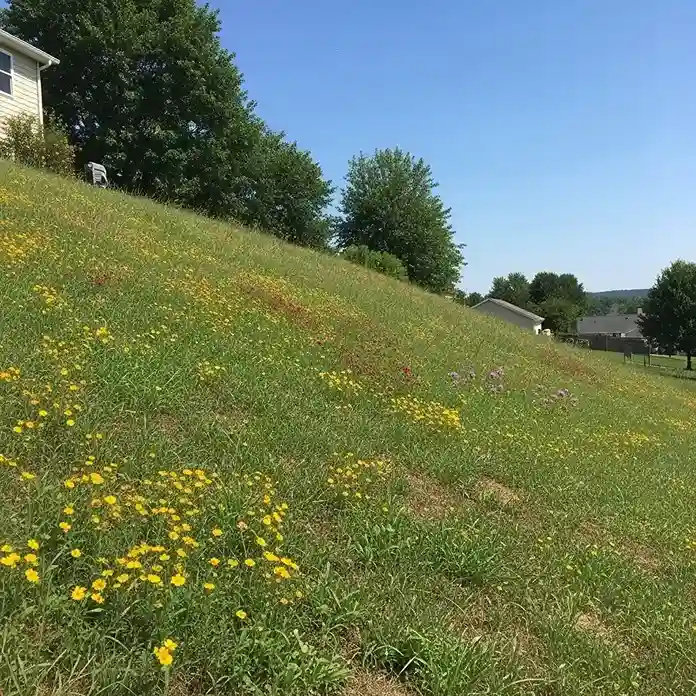 10 Wildflower Slope Meadows