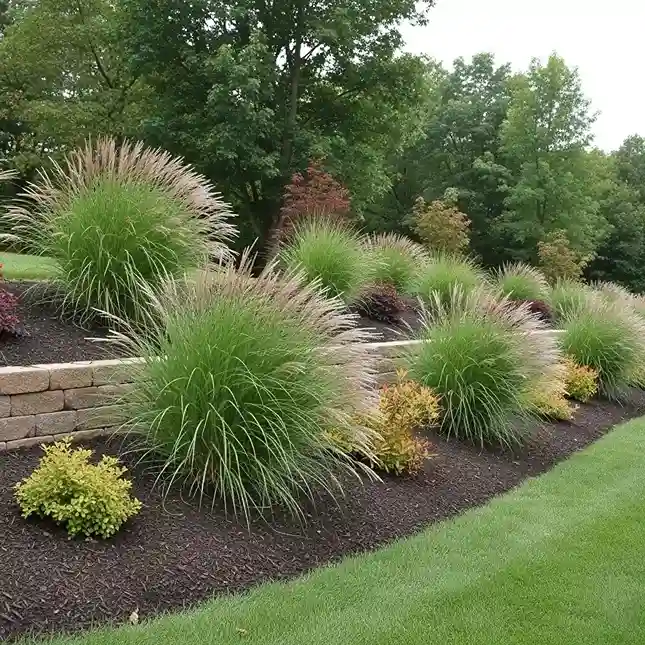 12 Ornamental Grass Slope Plantings