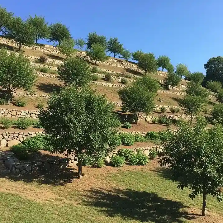 19 Food Forest on a Steep Hill