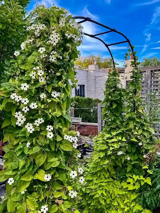3 Black Eyed Susan Rudbeckia