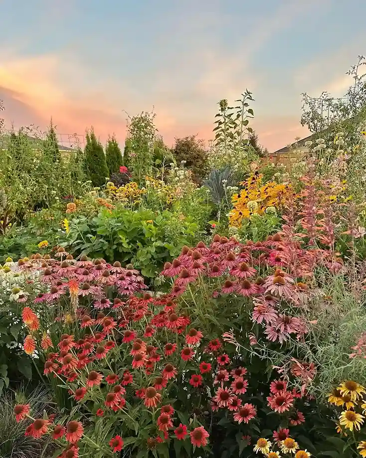 4 Echinacea Coneflower