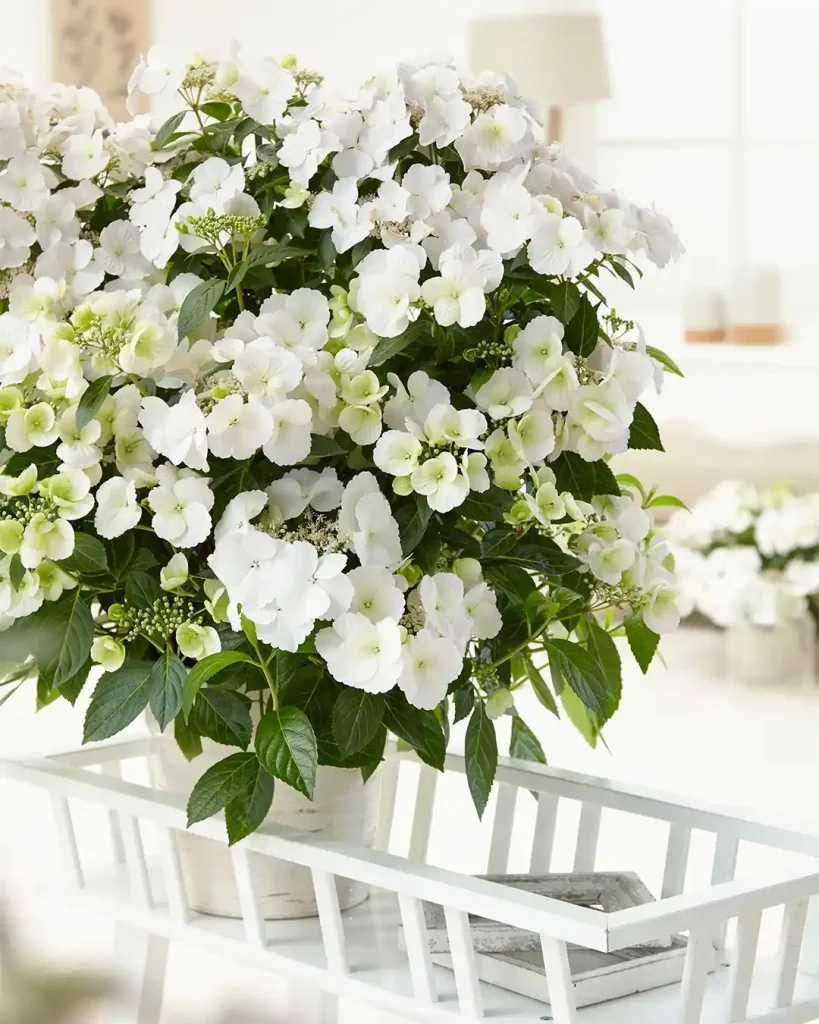 4 Fertilizing Container Plants