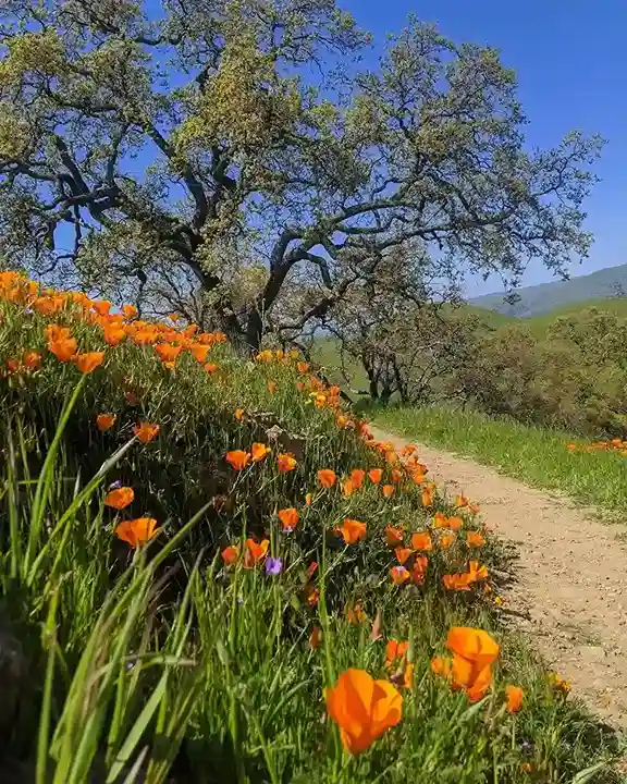 4 Wildflower Meadow Slope
