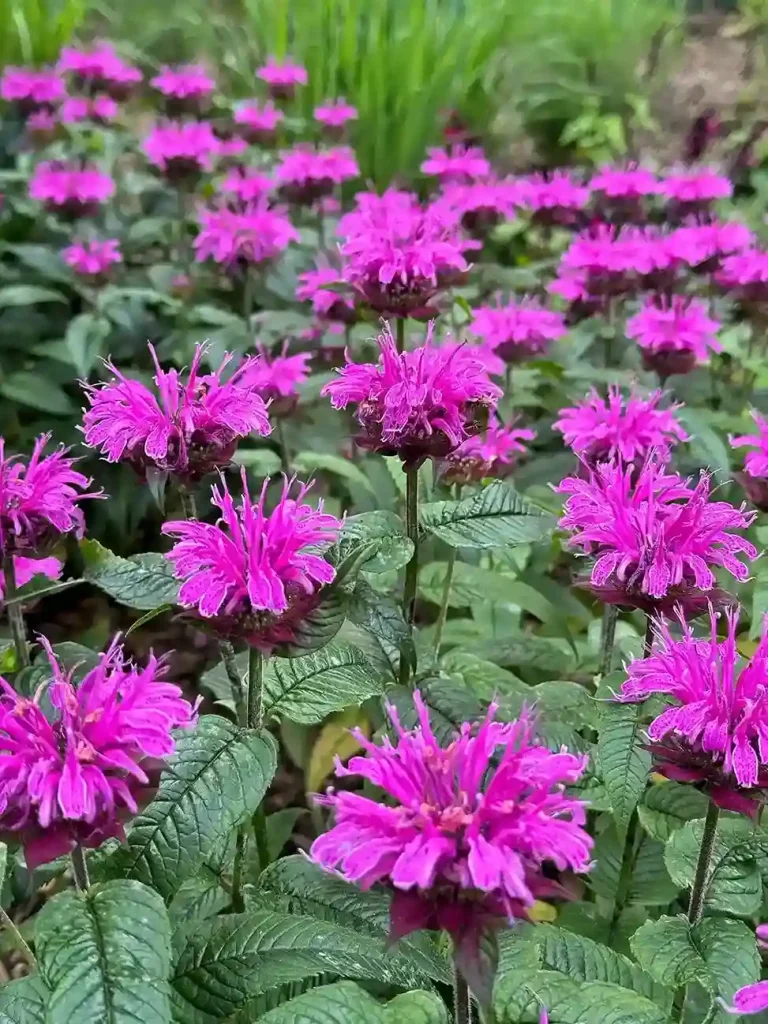 5 Bee Balm Monarda