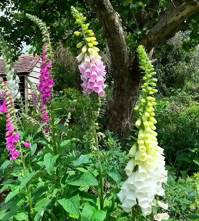 6 Foxglove Digitalis