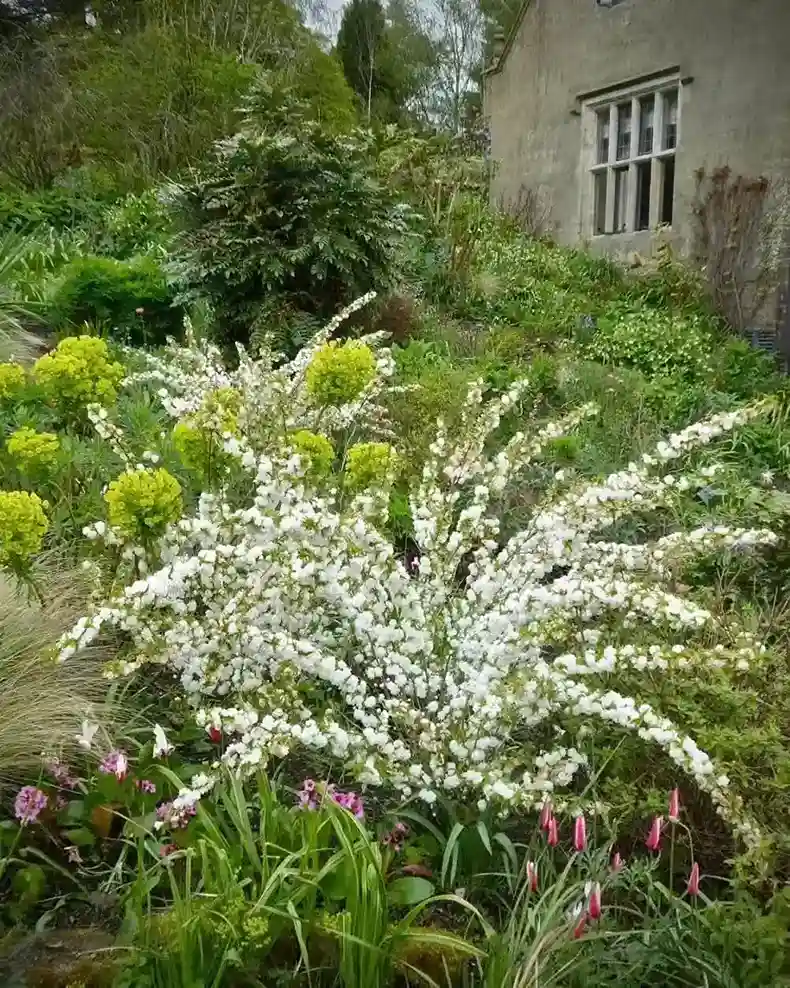 8 Flowering Shrub Bank