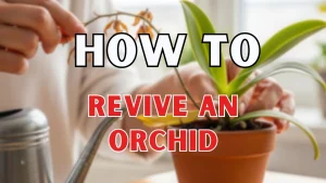 how to Revive an Orchid
