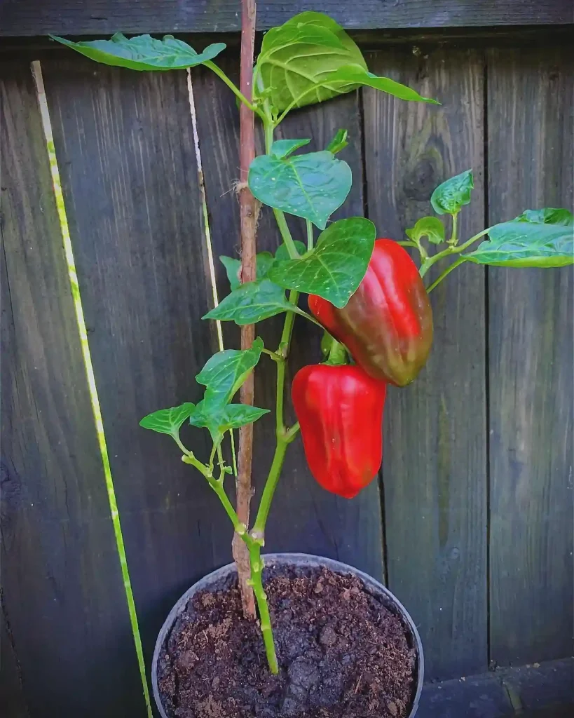 00 Grow Bell Pepper