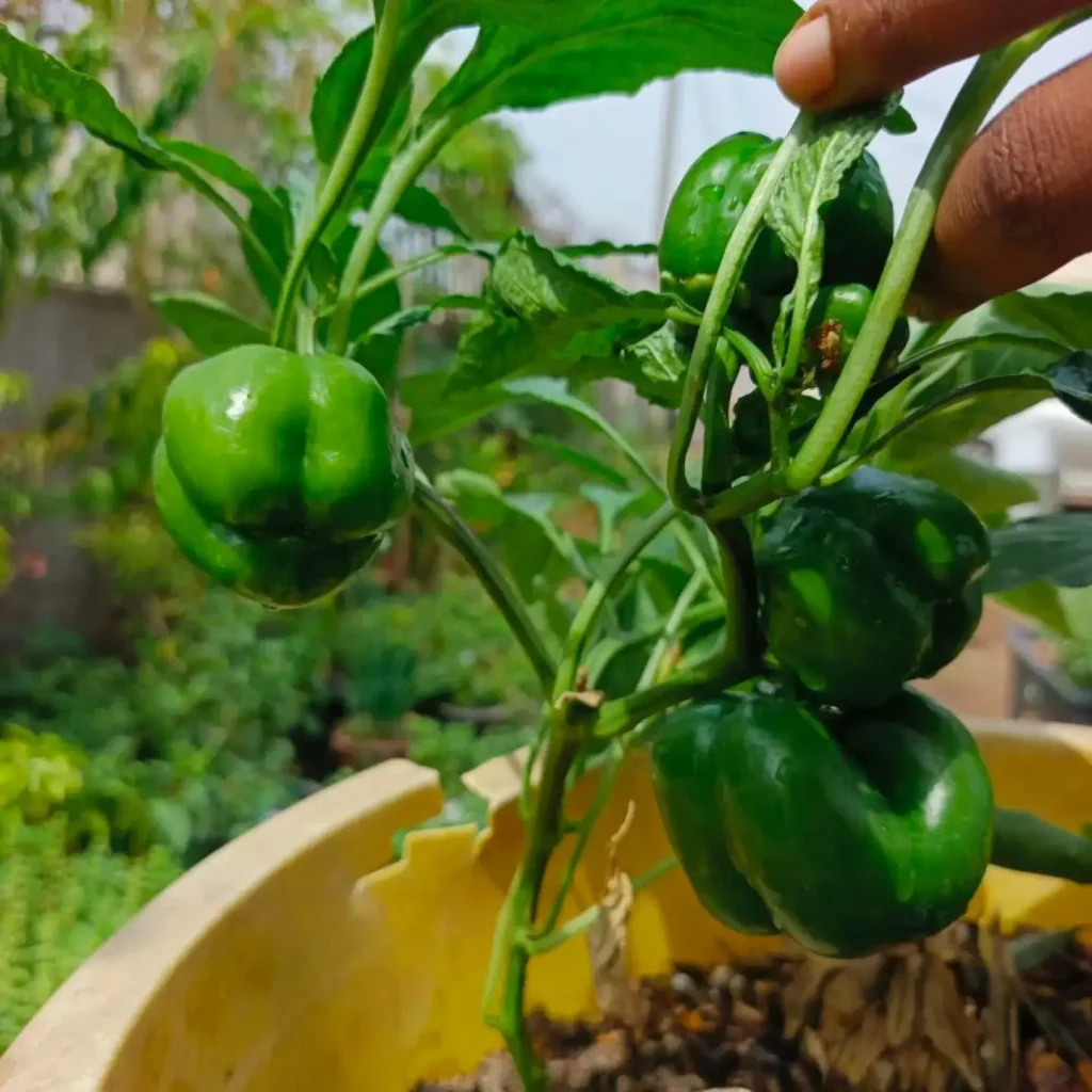 01 Green Bell Peppers