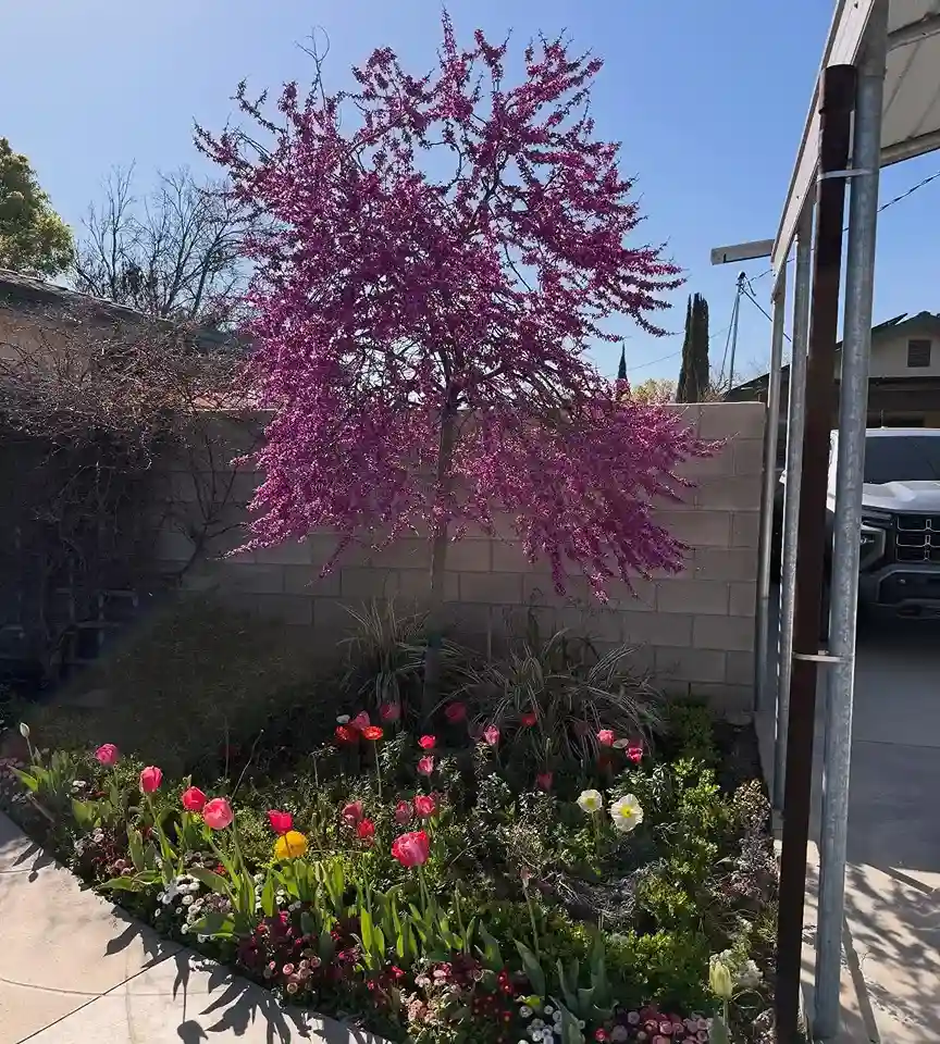 1 Eastern Redbud Cercis canadensis