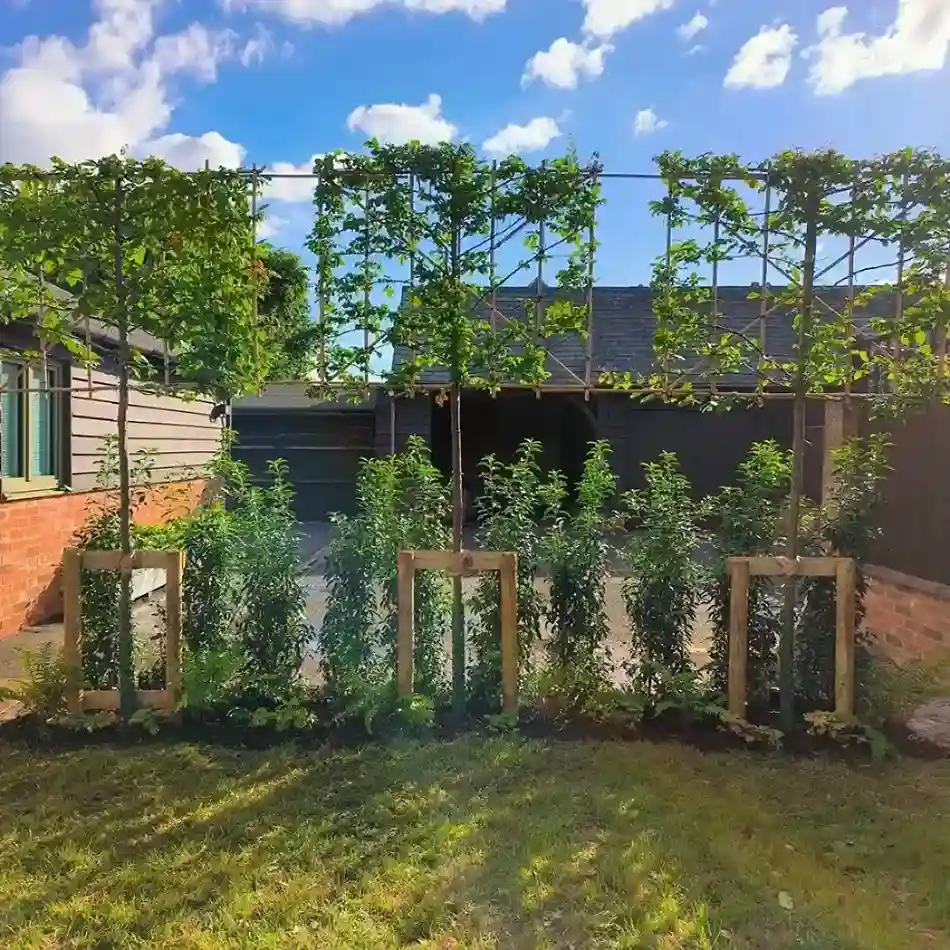 1 Fast Growing Privacy Hedge