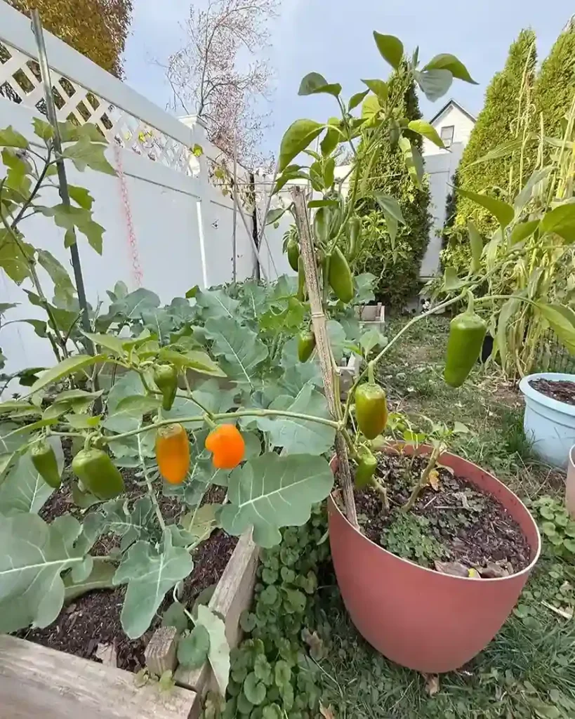 1 Right Bell Pepper Variety for Indoor Growing