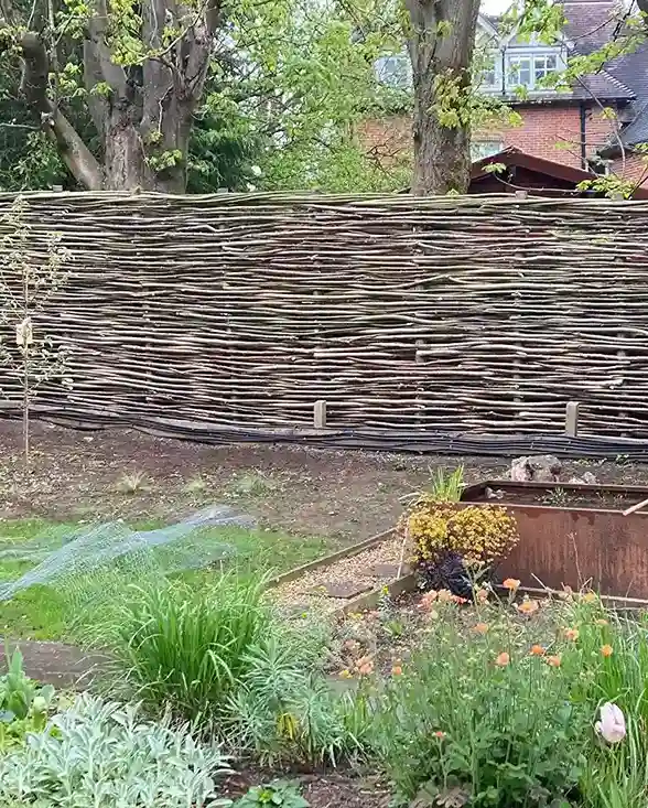 1 Woven Willow Living Fence