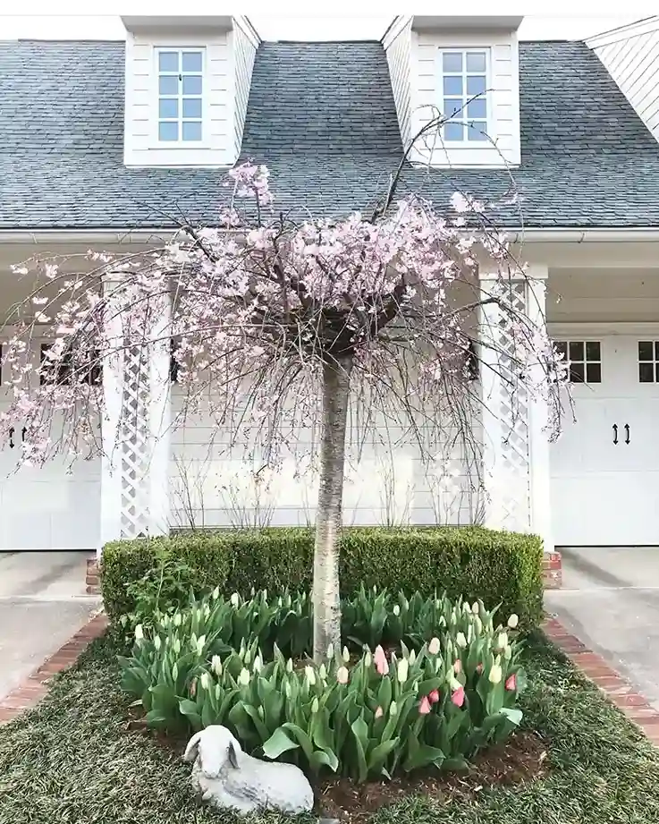 10 Weeping Cherry Prunus subhirtella Pendula