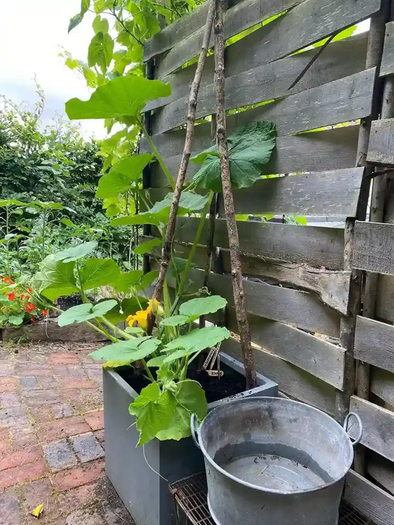 11 Vertical Permaculture Growing