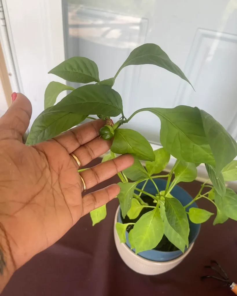 14 Transplanting and Repotting Indoor Bell Peppers