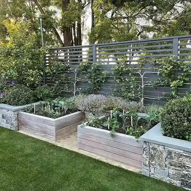 15 Fruit Tree Espalier Privacy Screen