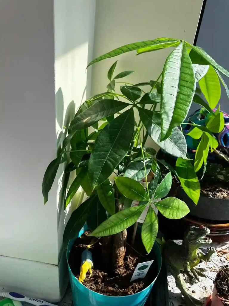 19 Troubleshooting Common Indoor Bell Pepper Problems