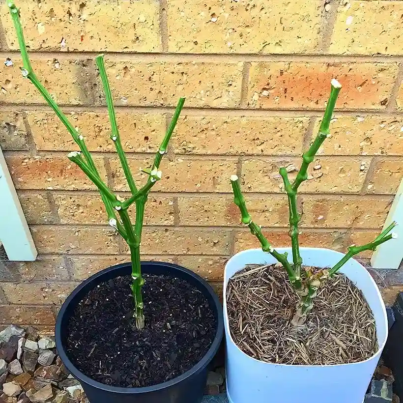 2 Light Requirements for Indoor Bell Peppers