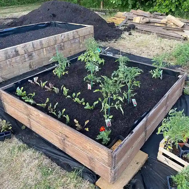 3 Raised Bed Companion Planting Layout