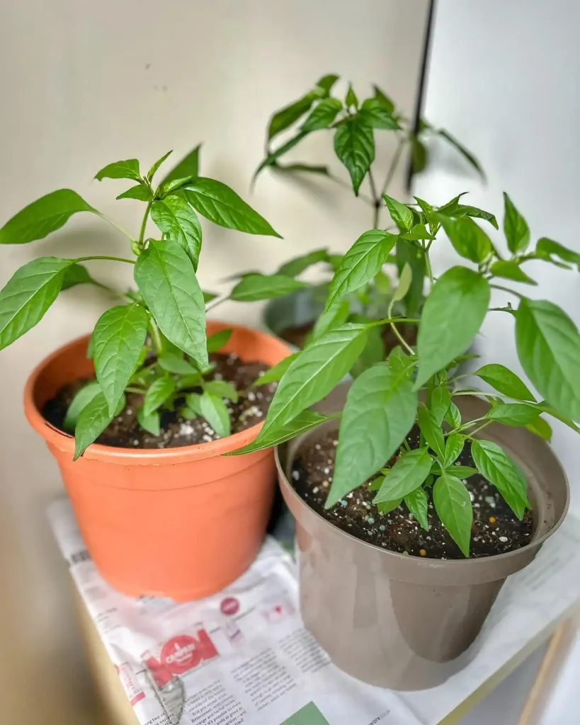 3 Starting Bell Peppers from Seed Indoors
