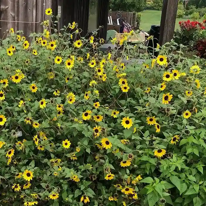 3 Sunflower and Annual Privacy Screen