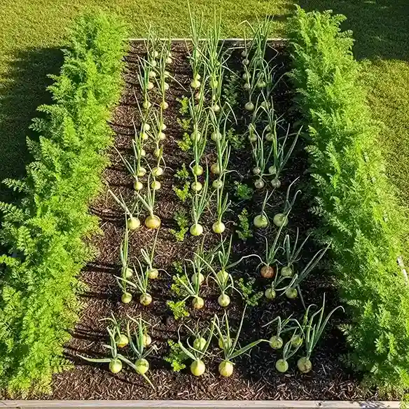 4 Carrot and Onion Companion Layout