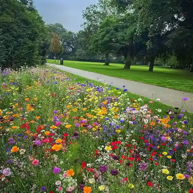 4 Cottage Garden Wildflower Planting