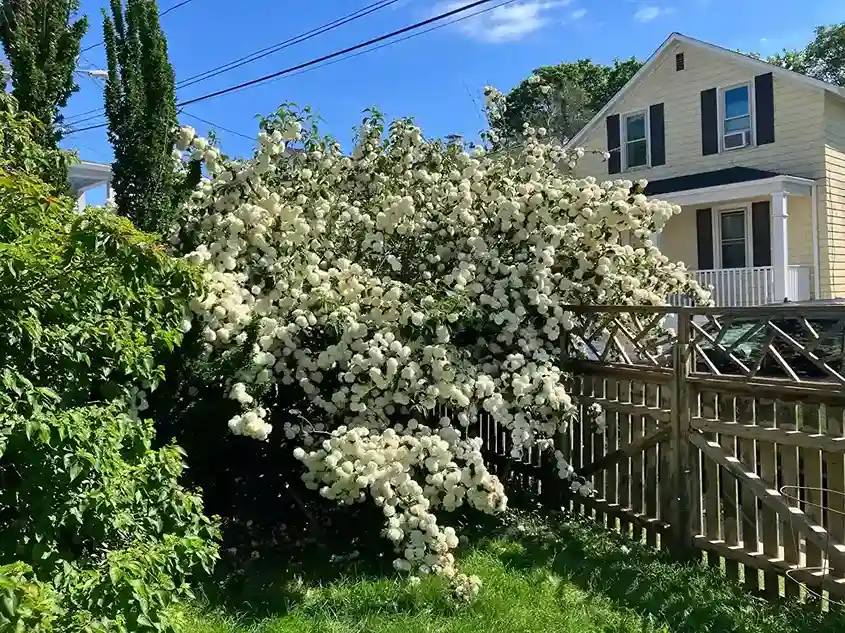 4 Flowering Shrub Border