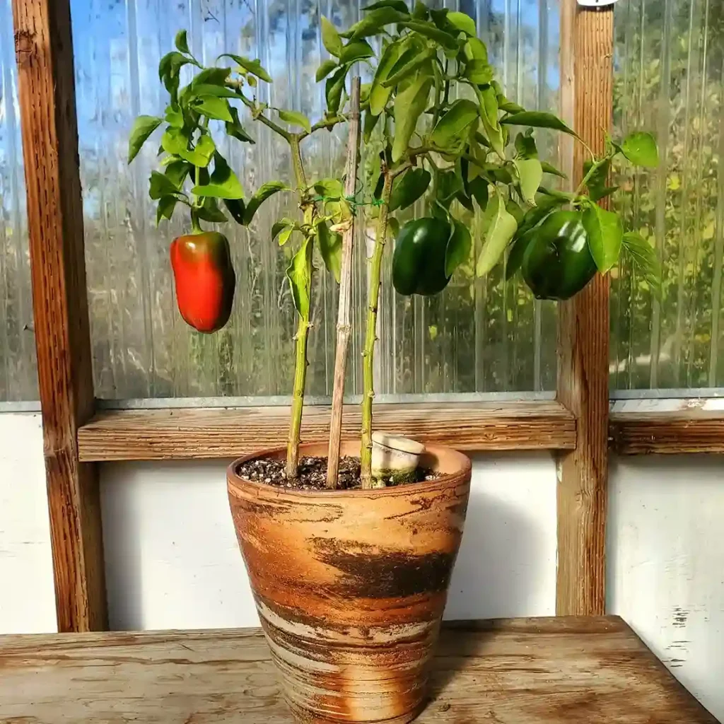 4 Perfect Container for Indoor Bell Peppers