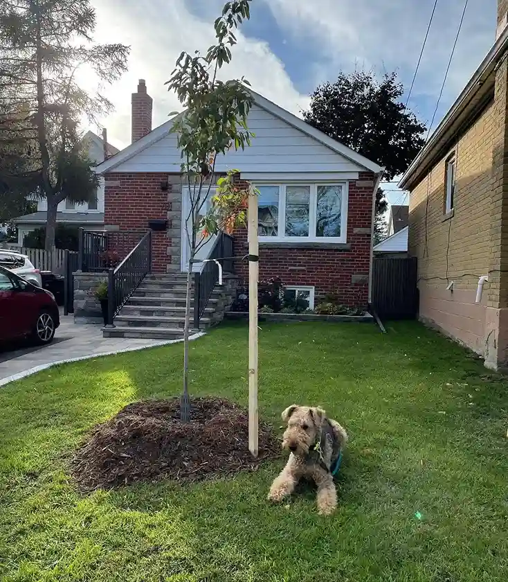 4 Serviceberry Amelanchier