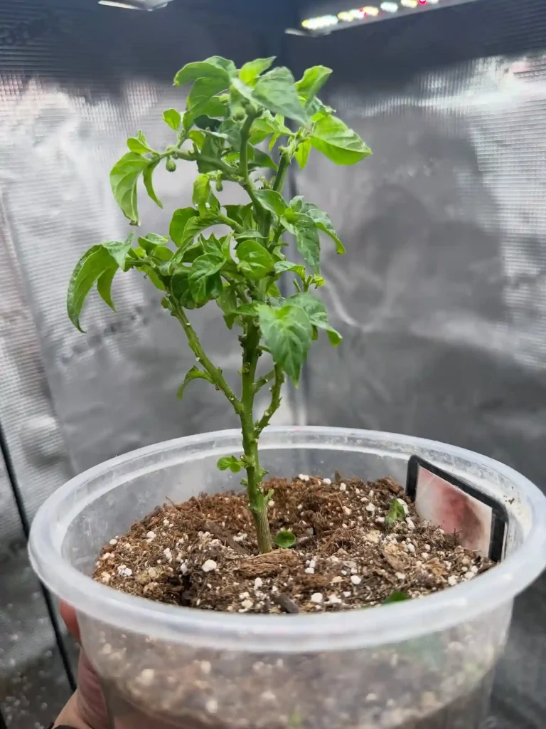 5 The Best Potting Mix for Indoor Bell Peppers