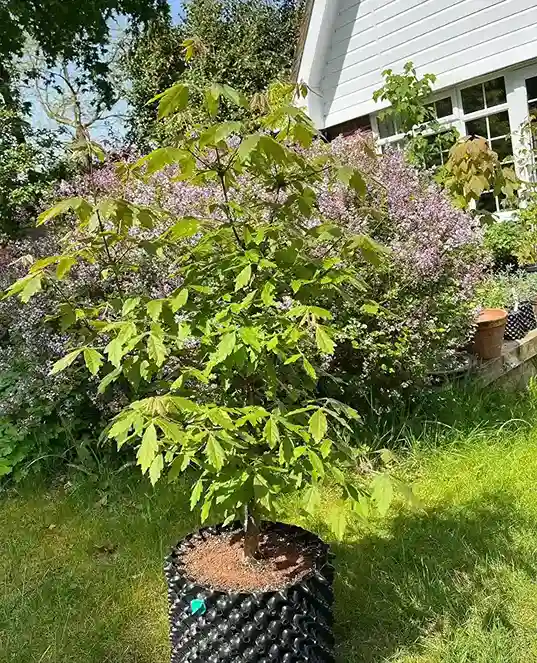 6 Paperbark Maple Acer grisium
