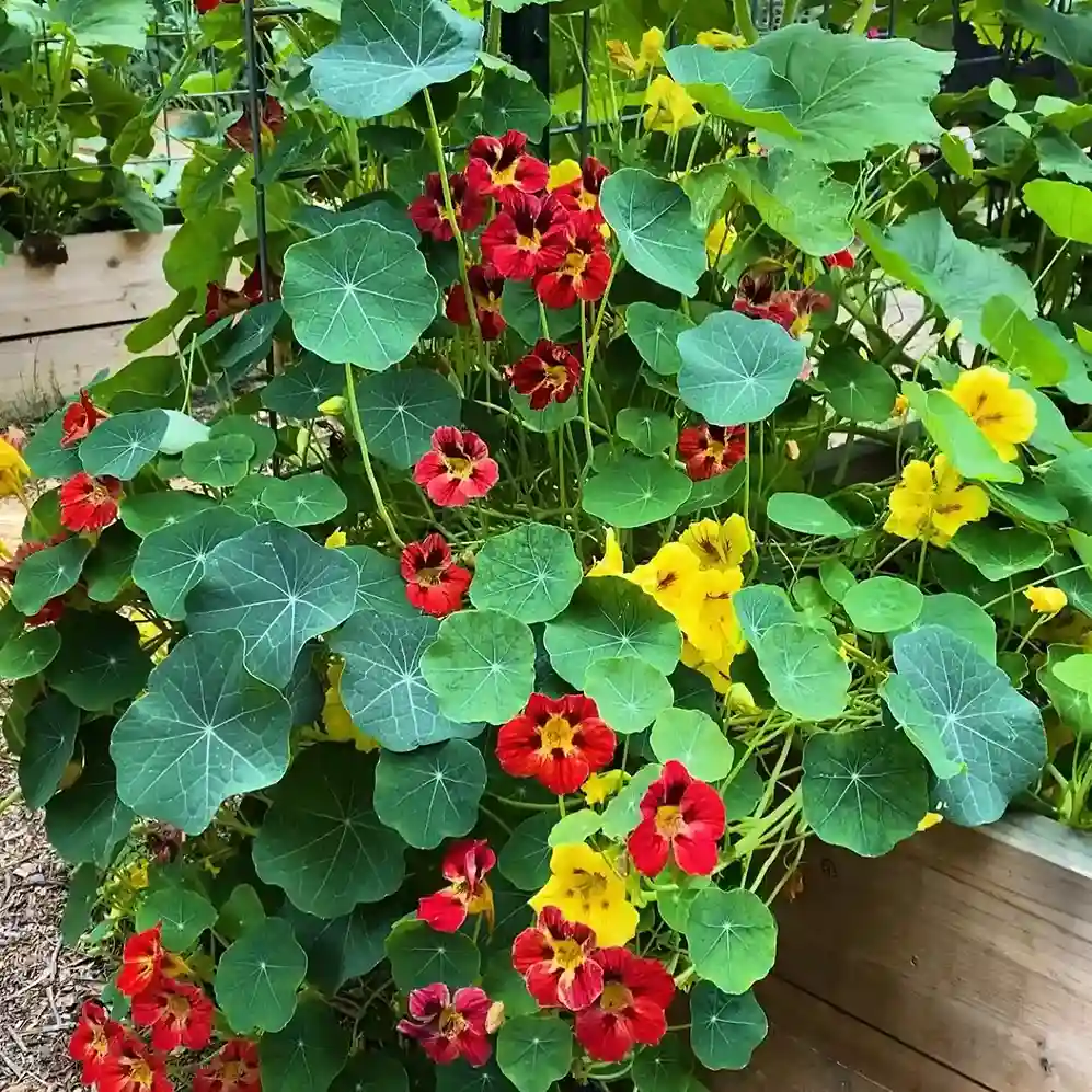 6 Squash and Nasturtium Companion Layout