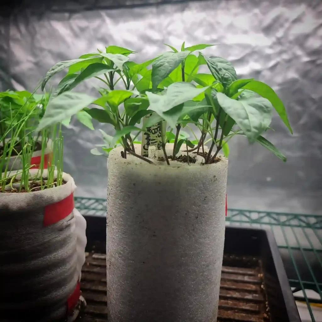 6 Watering Indoor Bell Peppers Correctly