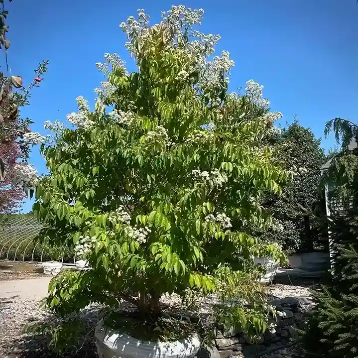 7 Seven Son Flower Heptacodium miconioides