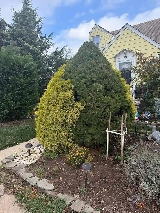 9 Dwarf Alberta Spruce Picea glauca Conica