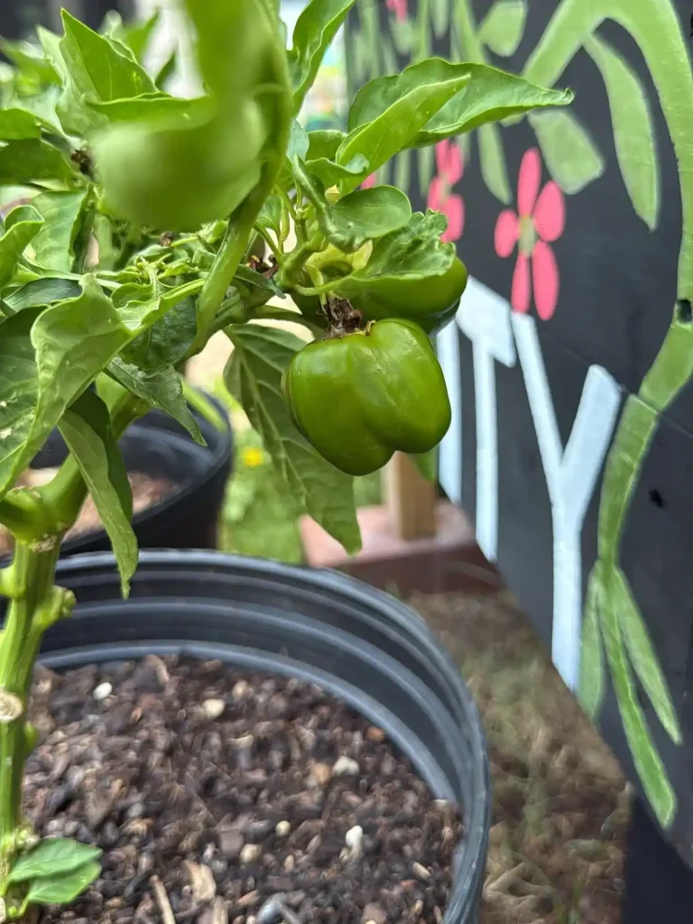 9 Hand Pollination for Indoor Bell Peppers