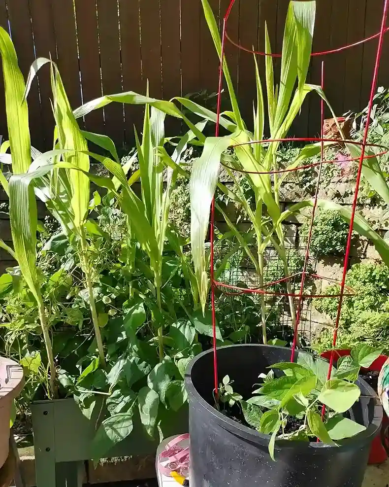 9 Pollinator Strip Companion Layout