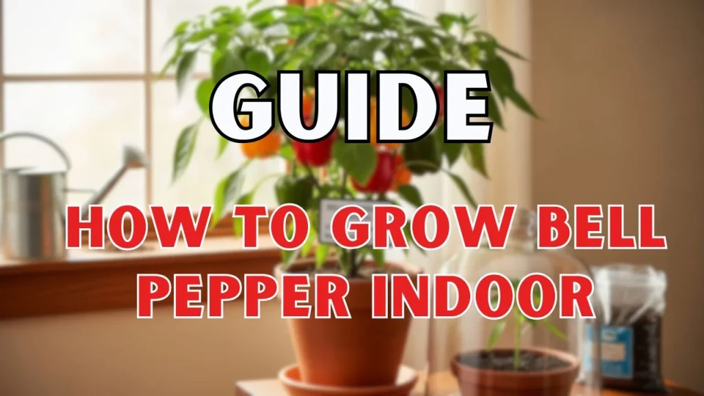 How to Grow Bell Pepper Indoor