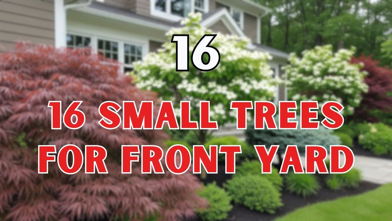 small Trees for Front Yard