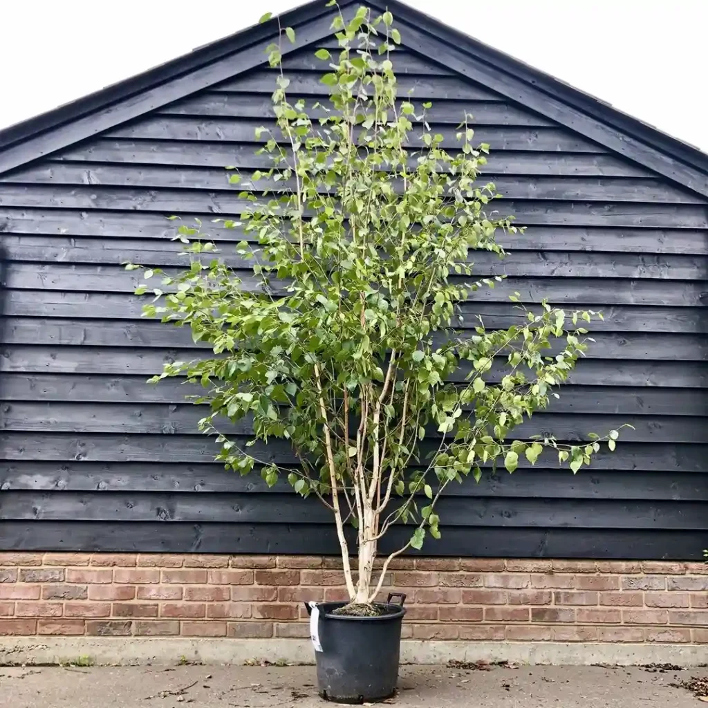 0 Dwarf Birch tree