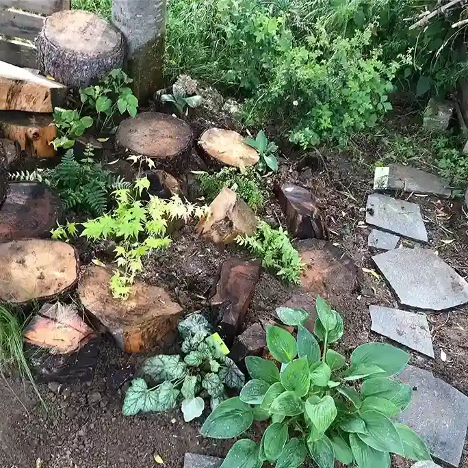 0 Stumpery Garden