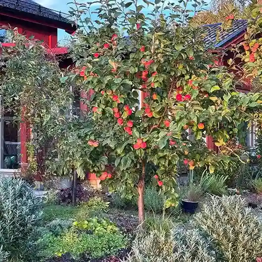 1 Apple Malus domestica