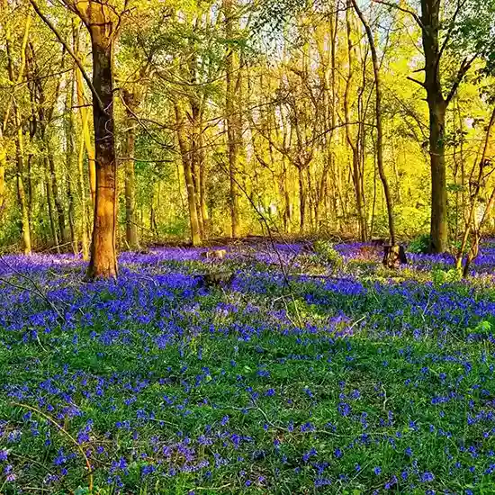 1 Bluebell Woodland Carpet